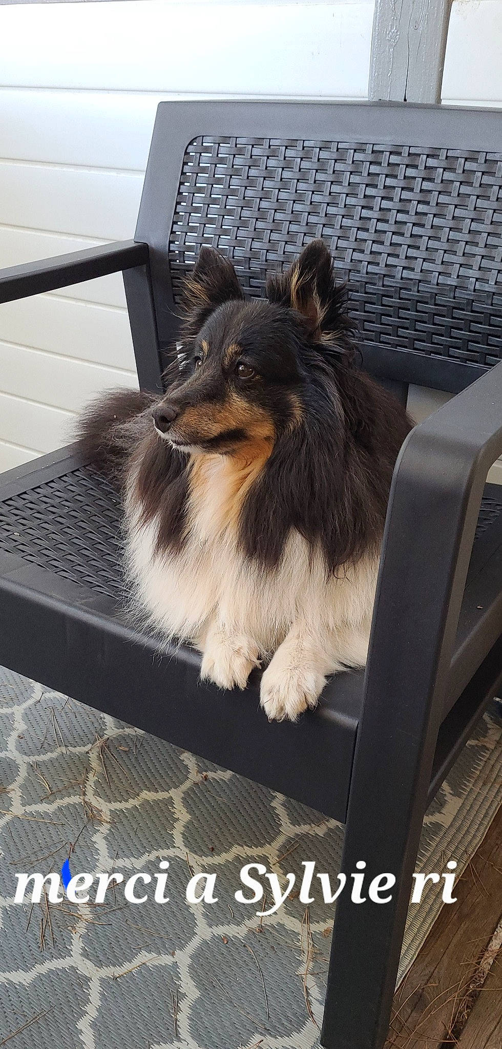 Louna participe au concours pour gagner de l'argent avec cette photo : ancient_dog_breeds, canidae, carnivore, companion_dog, dog, dog_breed, dog_supply, fur, herding_dog, mesh, paw, pet_supply, photo_caption, snout, sporting_group, tail, whiskers, working_dog