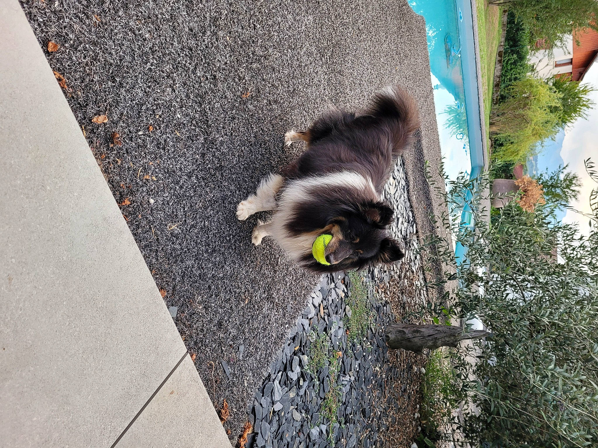 Louna a rejoint le concours — aidez-le/la à gagner de superbes lots ! asphalt, canidae, carnivore, companion_dog, dog_breed, domestic_short_haired_cat, fawn, felidae, flooring, grass, paw, plant, road_surface, sidewalk, small_to_medium_sized_cats, snapshot, tail, tree, wall, whiskers