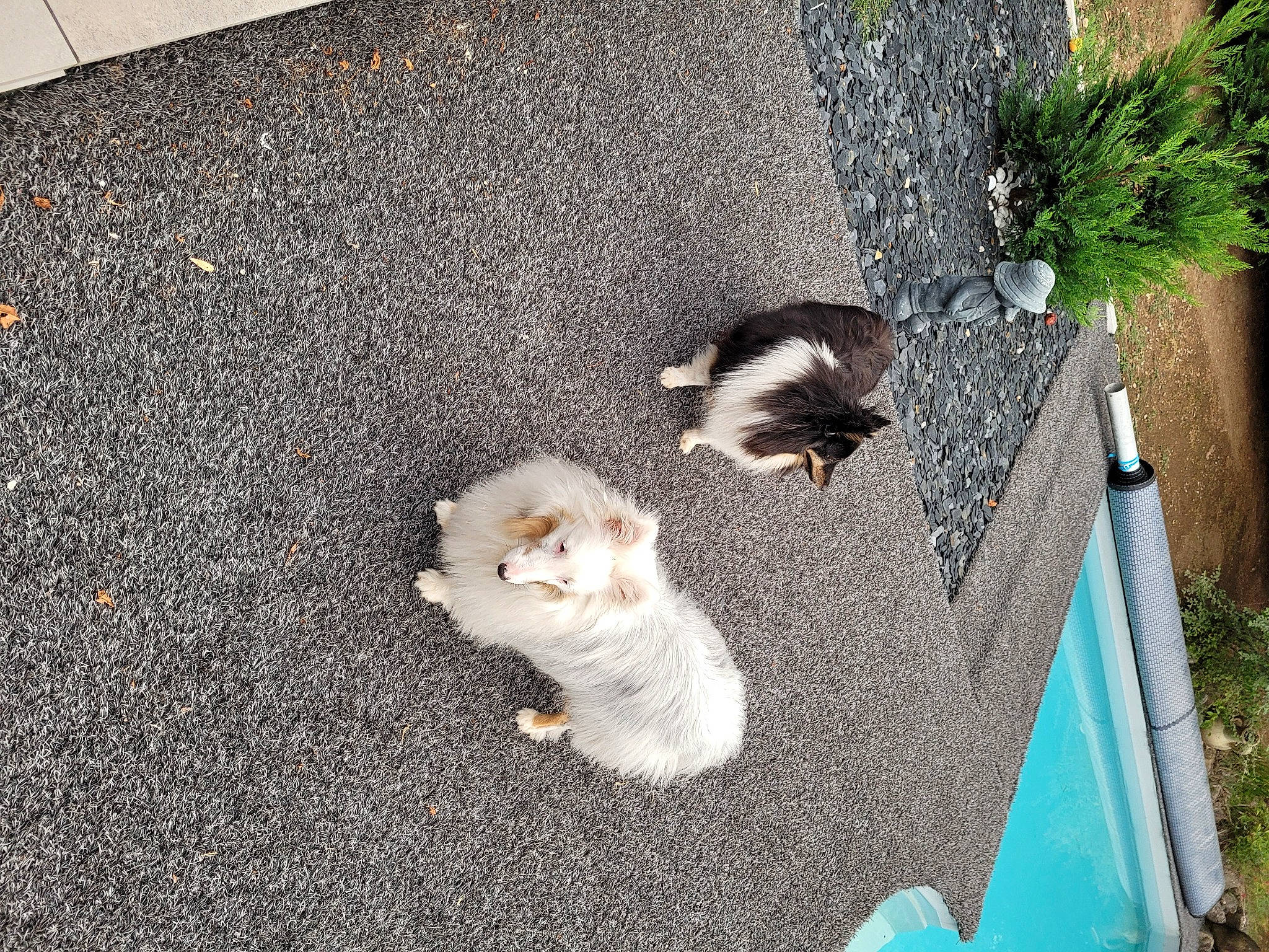 Louna a rejoint le concours — aidez-le/la à gagner de superbes lots ! asphalt, canidae, carnivore, cat, companion_dog, dog_breed, domestic_short_haired_cat, fawn, felidae, flooring, fur, grass, paw, plant, road_surface, sidewalk, small_to_medium_sized_cats, sporting_group, tail, whiskers