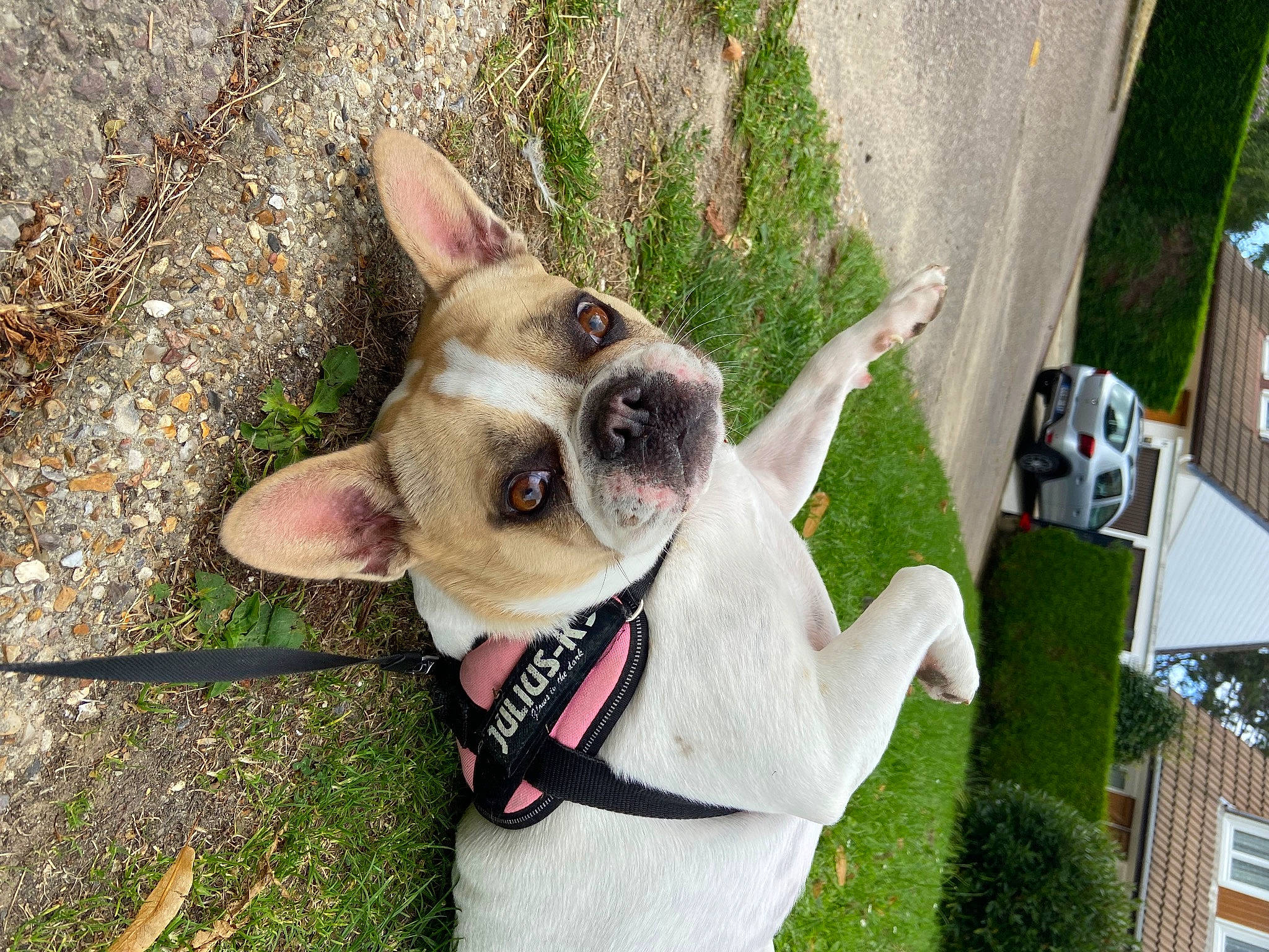Kiwi participe au concours pour gagner de l'argent avec cette photo : bulldog, canidae, carnivore, collar, companion_dog, dog, dog_breed, dog_clothes, dog_collar, dog_supply, fawn, french_bulldog, grass, leash, plant, snout, sporting_group, toy_dog, whiskers, working_animal