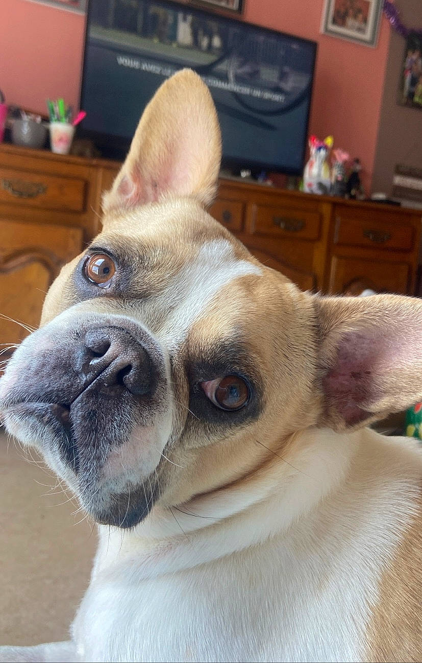 Kiwi participe au concours pour gagner de l'argent avec cette photo : cable_television, canidae, carnivore, chest_of_drawers, collar, companion_dog, dog, dog_breed, drawer, ear, fawn, home_appliance, picture_frame, snout, sporting_group, television, terrestrial_animal, whiskers, working_animal, wrinkle