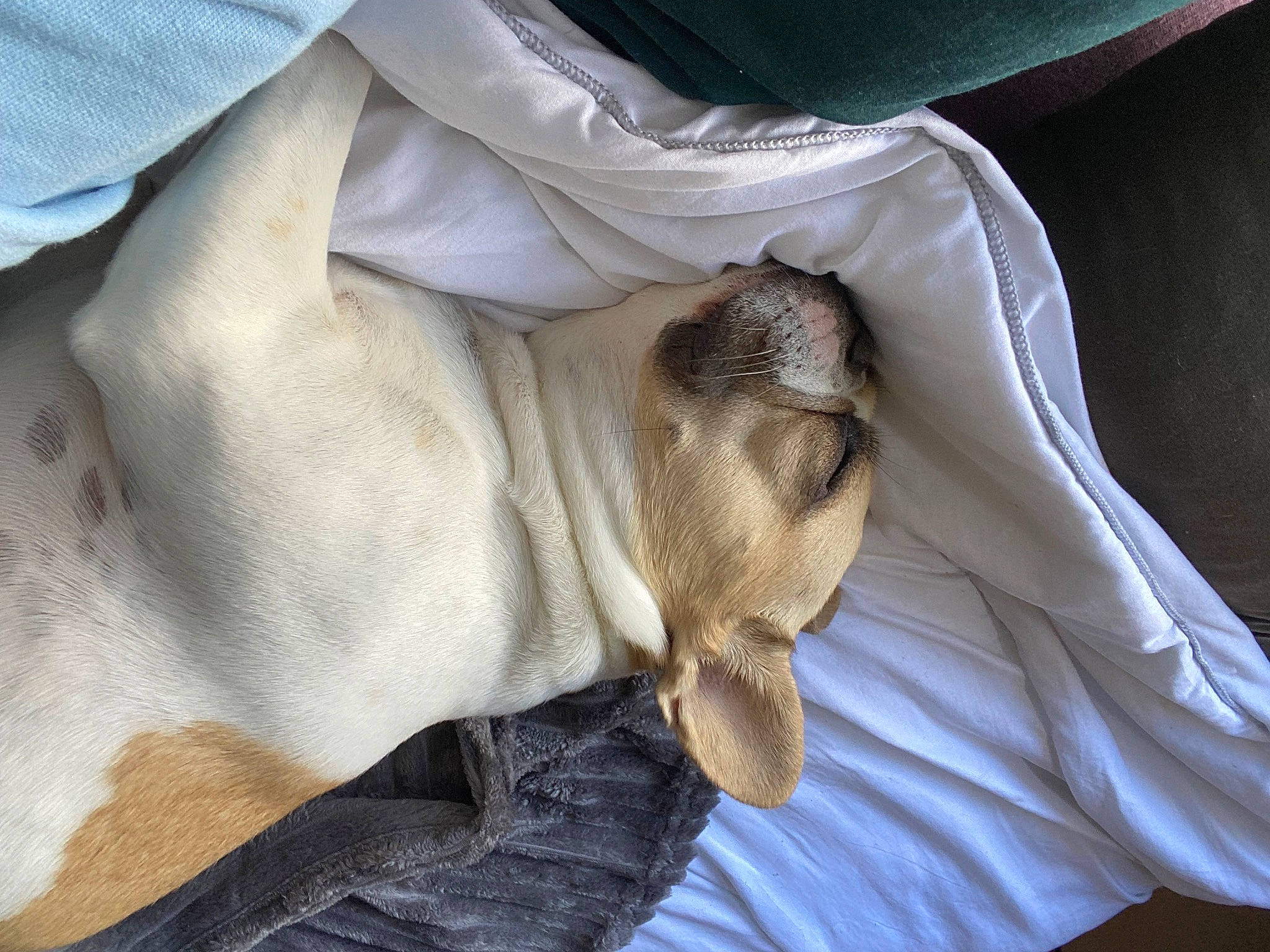 Kiwi participe au concours pour gagner de l'argent avec cette photo : blanket, canidae, carnivore, comfort, companion_dog, dog, dog_breed, fawn, felidae, fur, linens, mammal, nap, paw, sleep, sporting_group, terrestrial_animal, whiskers, working_animal, wrinkle