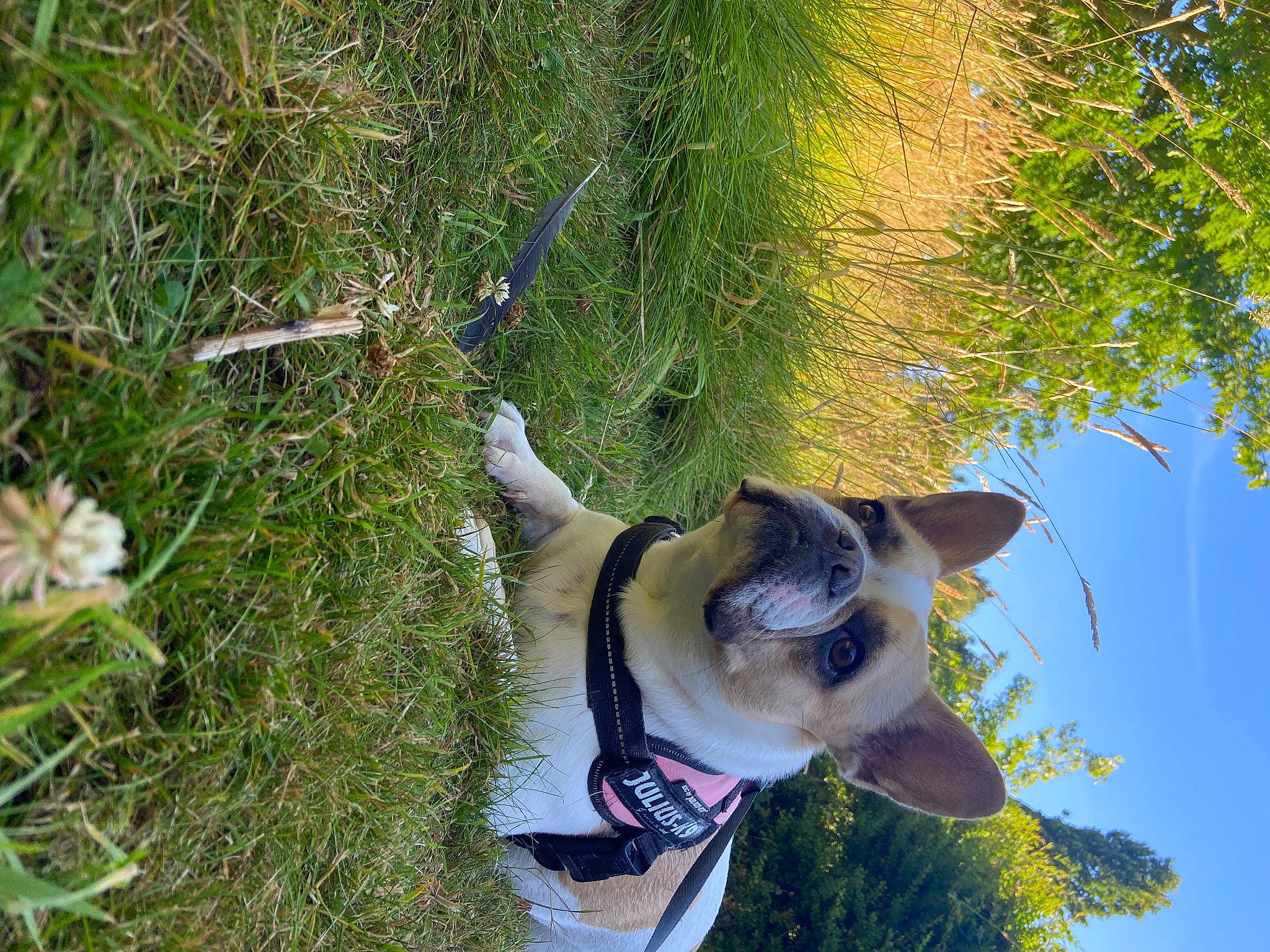 Kiwi a rejoint le concours — aidez-le/la à gagner de superbes lots ! adventure, canidae, carnivore, collar, companion_dog, dog, dog_breed, dog_collar, dog_supply, fawn, grass, pet_supply, plant, sky, snout, sporting_group, tree, vertebrate, water, working_animal