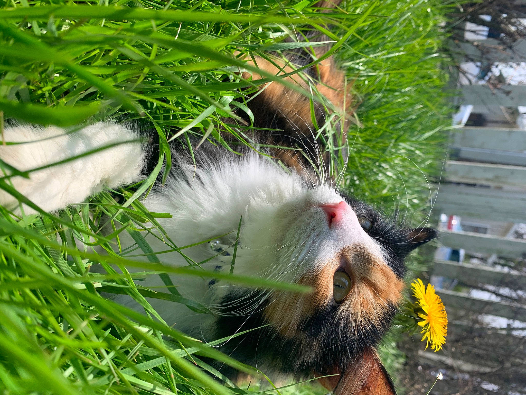 Boujee joined the competition — help win amazing prizes! grass, plant, rodent, tail, whiskers