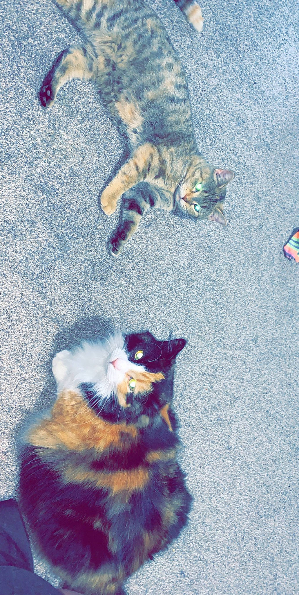 Boujee joined the competition — help win amazing prizes! carnivore, cat, claw, domestic_short_haired_cat, european_shorthair, felidae, fur, german_rex, kitten, paw, polydactyl_cat, small_to_medium_sized_cats, tabby_cat, tail, whiskers