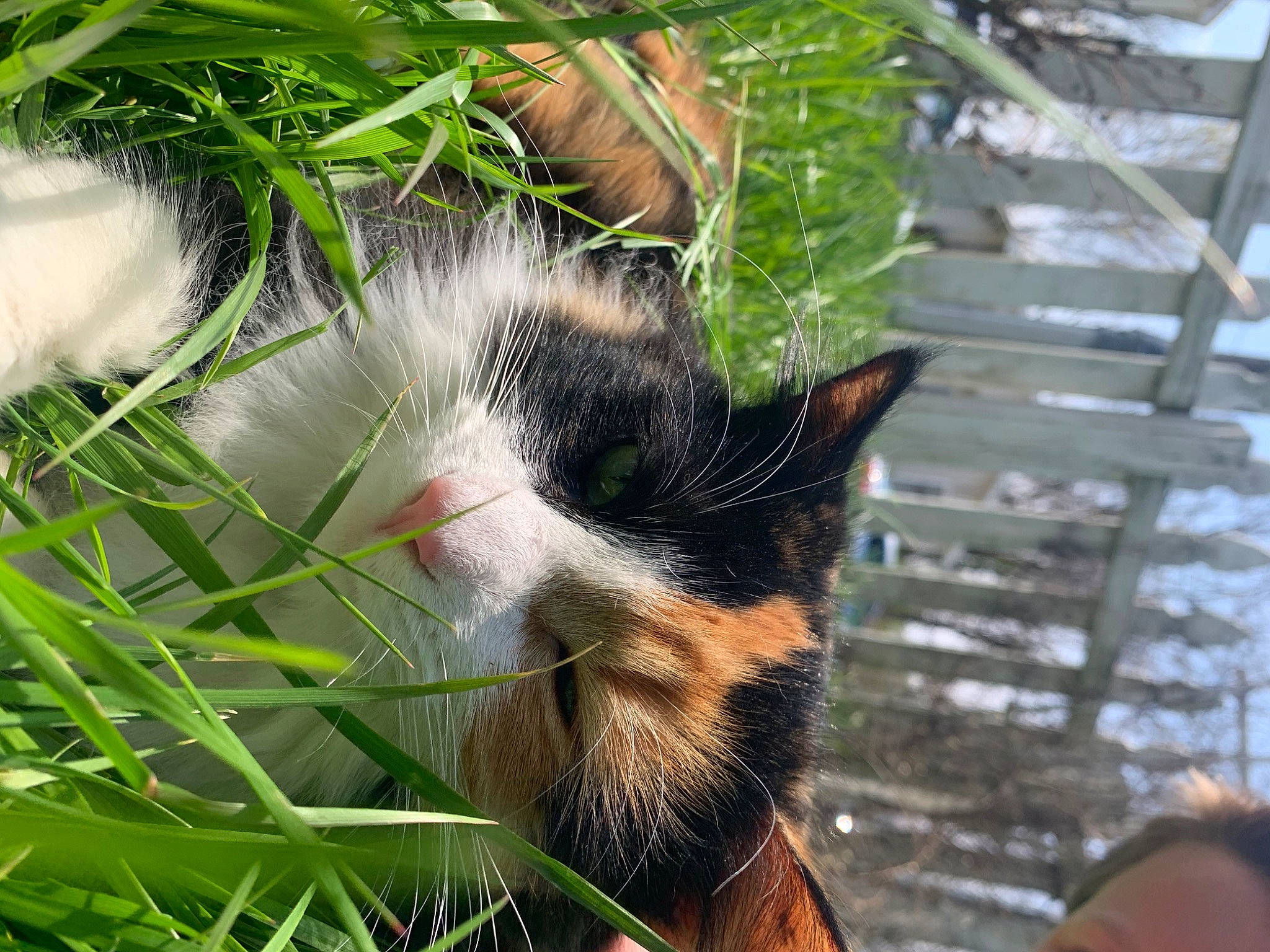 Boujee joined the competition — help win amazing prizes! aegean_cat, american_wirehair, carnivore, cat, domestic_short_haired_cat, european_shorthair, felidae, fur, grass, grass_family, plant, polydactyl_cat, small_to_medium_sized_cats, snout, tree, whiskers
