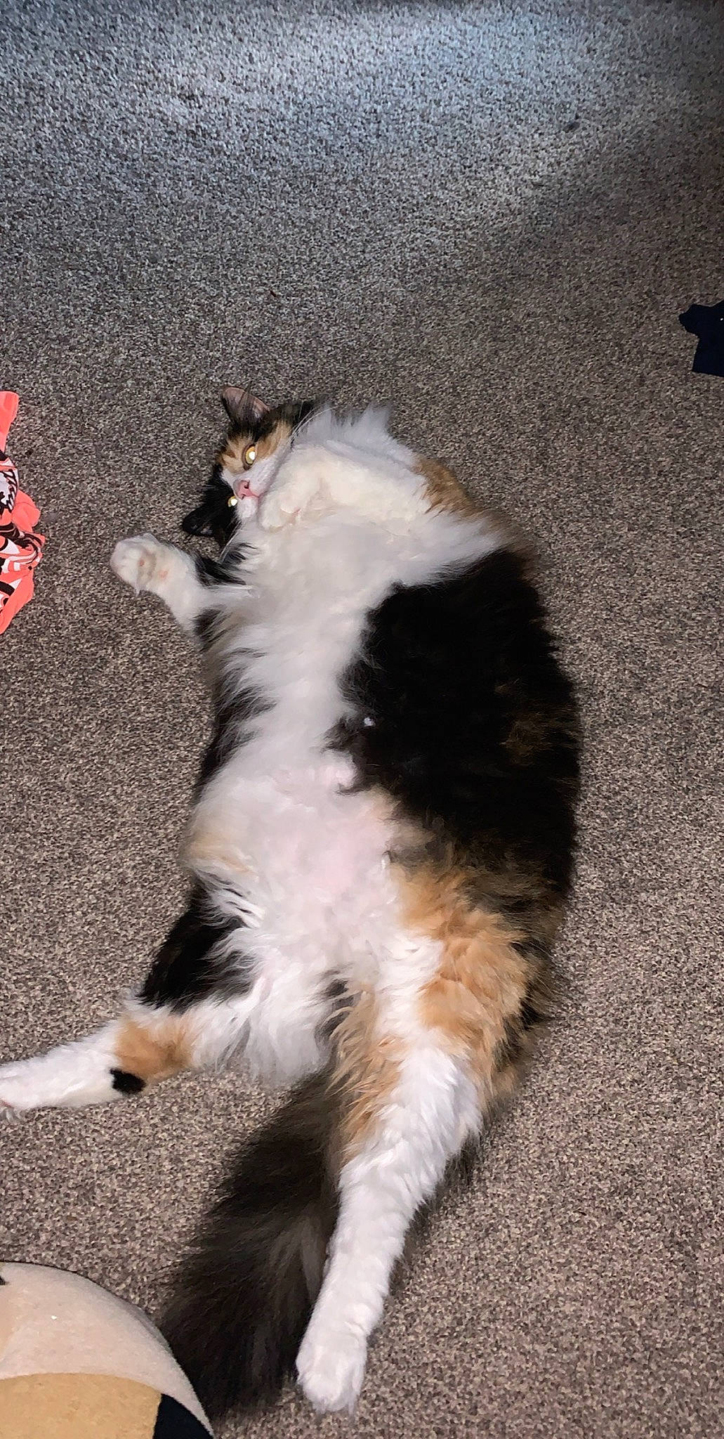 Boujee joined the competition — help win amazing prizes! carnivore, cat, domestic_long_haired_cat, ear, felidae, fur, kitten, norwegian_forest_cat, paw, polydactyl_cat, small_to_medium_sized_cats, tail, whiskers