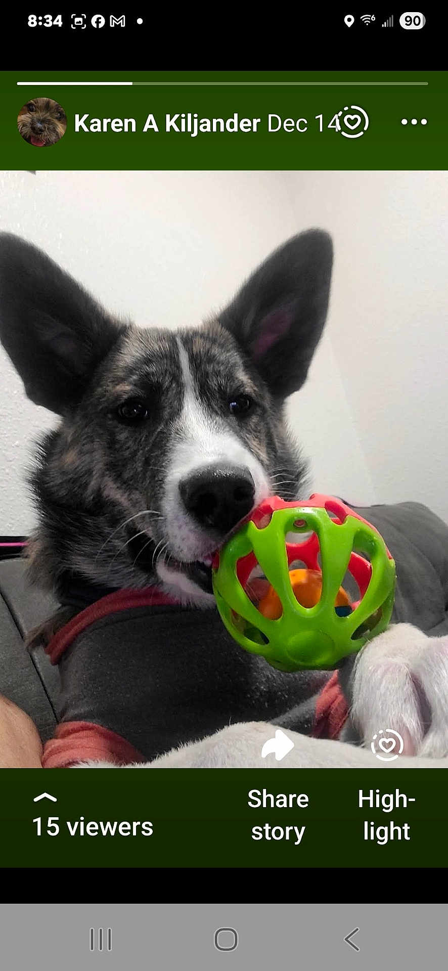 Kynobi joined the competition — help win amazing prizes! dog, pet, toy, ball, ears, couch, indoor, white_wall, sweater, playful, canine, closeup, snout, paw, cute, animal, relaxed, leisure, companion, domestic