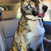 Kynobi joined the competition — help win amazing prizes! dog, brindle_coat, car_interior, backseat, tongue_out, ears_up, pet, animal, canine, sitting, alert, fur, companion, domestic_animal, vehicle, window, seat, collar, side_view, happy