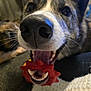 Kynobi is registered to the contest to win money with this photo: dog, close_up, toy, red_toy, nose, mouth, teeth, whiskers, indoor, blurred_background, playful, pet, canine, happy, animal, furry, snout, cheerful, domestic, companion