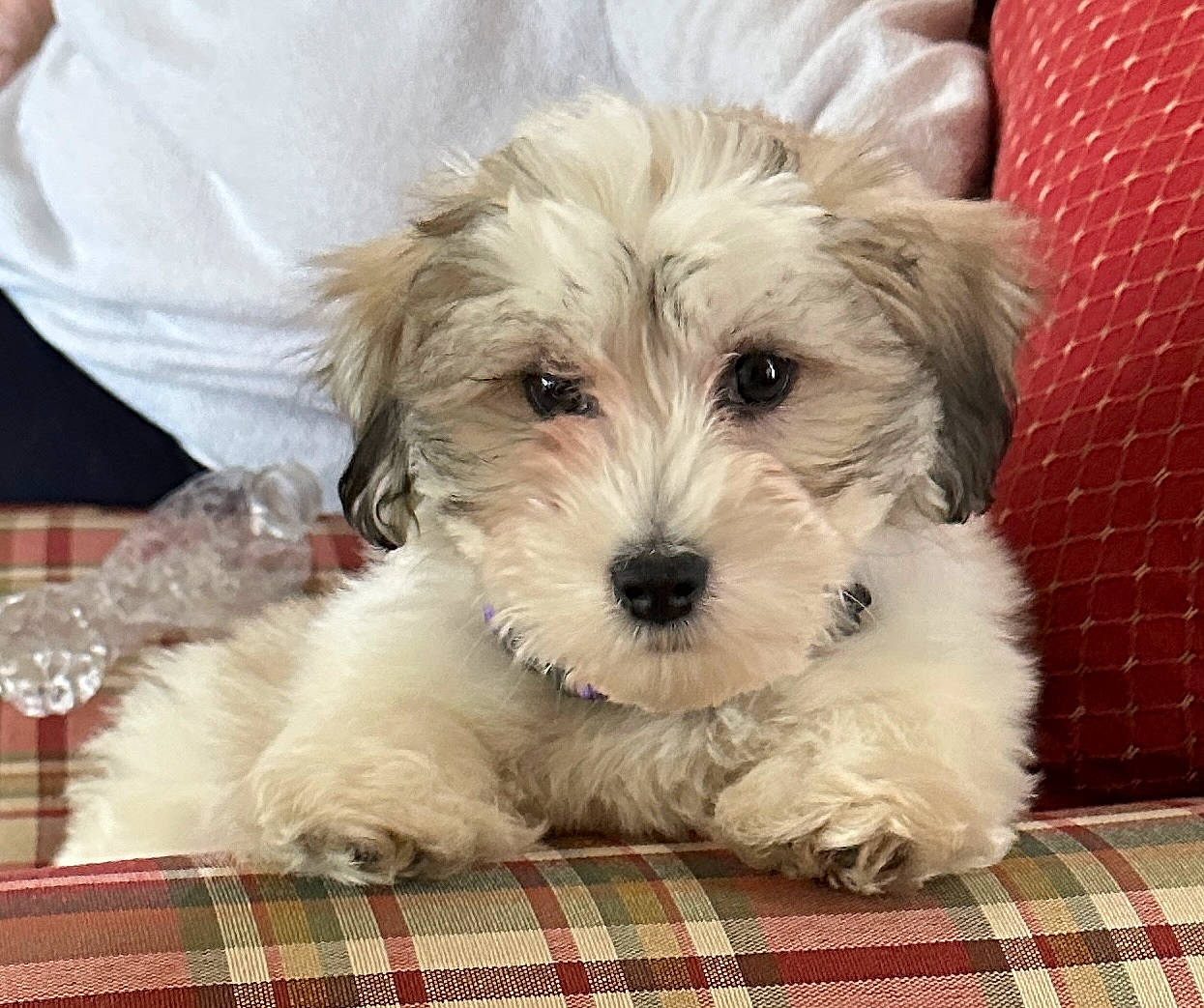 Fernando is registered to the contest to win money with this photo: canidae, carnivore, comfort, companion_dog, dog, dog_breed, dog_supply, fur, happy, maltepoo, pattern, plaid, small_terrier, snout, sporting_group, tartan, terrier, toy_dog, working_animal, yorkipoo