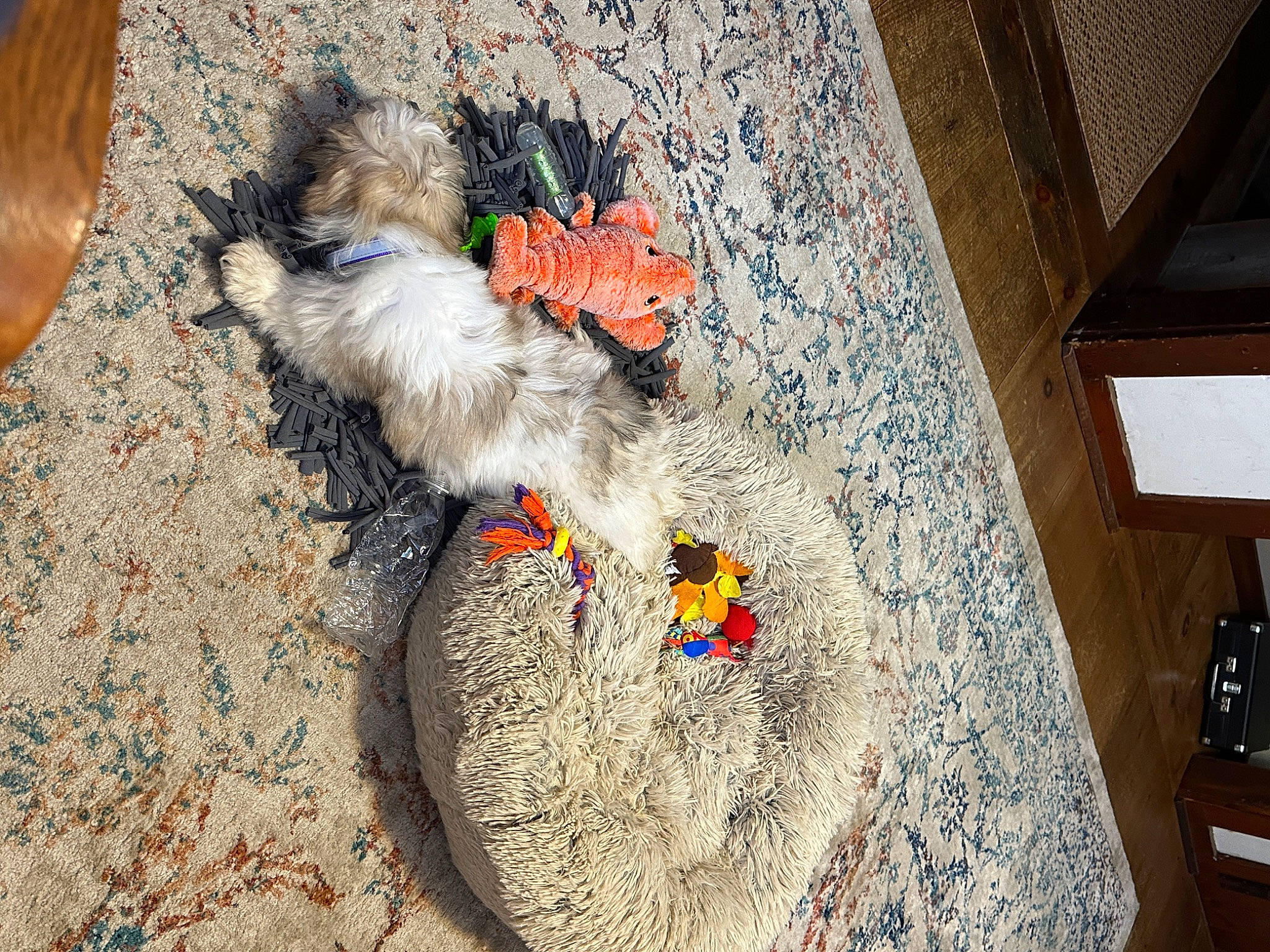 Fernando joined the competition — help win amazing prizes! art, canidae, carnivore, concrete, dog, dog_breed, dog_supply, felidae, flooring, fur, hardwood, road_surface, sand, shadow, sidewalk, small_to_medium_sized_cats, soil, sporting_group, tail, wood