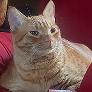 Felix is registered to the contest to win money with this photo: cat, orange_tabby, feline, pet, indoor, cushion, red_background, relaxed, closeup, whiskers, ears, fur, animal, resting, portrait, domestic_cat, cozy, soft_light, comfort, calm