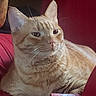 cat, orange_tabby, feline, pet, indoor, cushion, red_background, relaxed, closeup, whiskers, ears, fur, animal, resting, portrait, domestic_cat, cozy, soft_light, comfort, calm