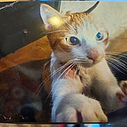 Oscar is registered to the contest to win money with this photo: cat, orange_cat, white_cat, pet, paw, whiskers, curious, close_up, indoor, reflection, dog_face, animal, fur, eye, nose, table, light_reflection, domestic_animal, playful, companion