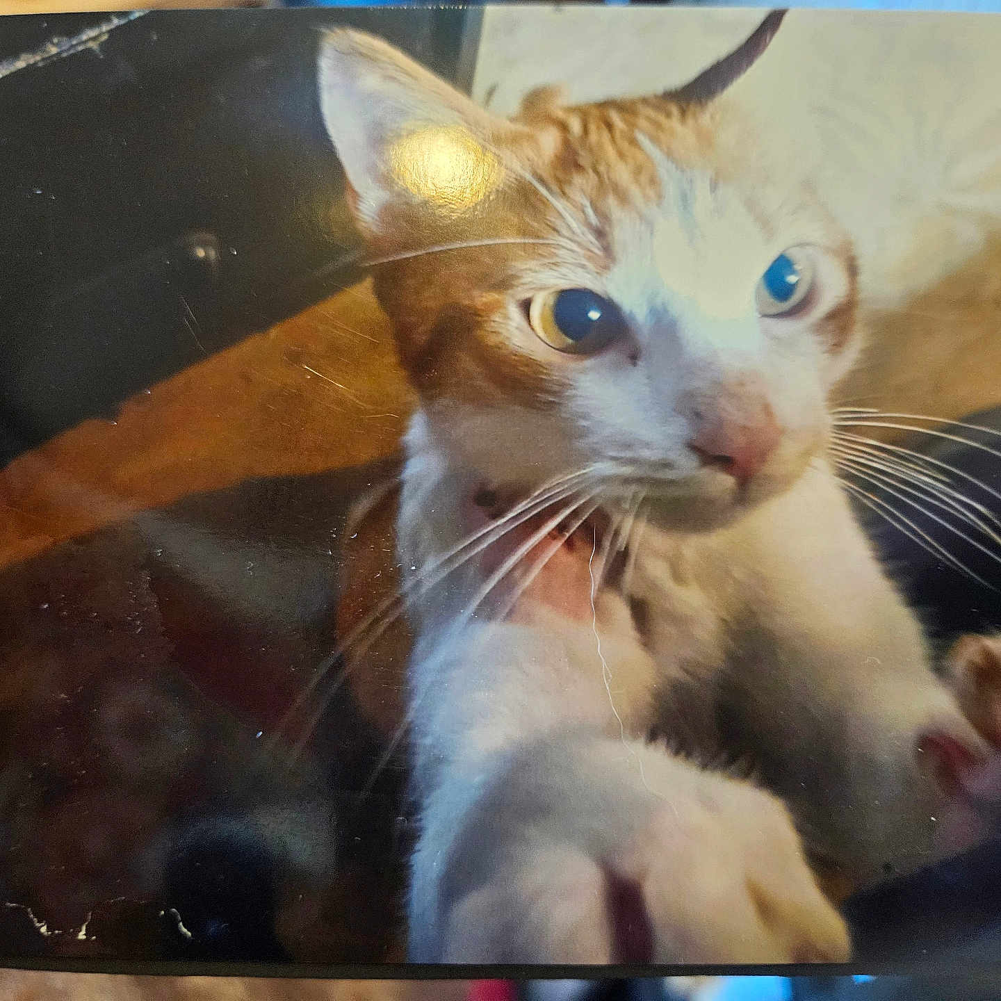 Oscar is registered to the contest to win money with this photo: cat, orange_cat, white_cat, pet, paw, whiskers, curious, close_up, indoor, reflection, dog_face, animal, fur, eye, nose, table, light_reflection, domestic_animal, playful, companion