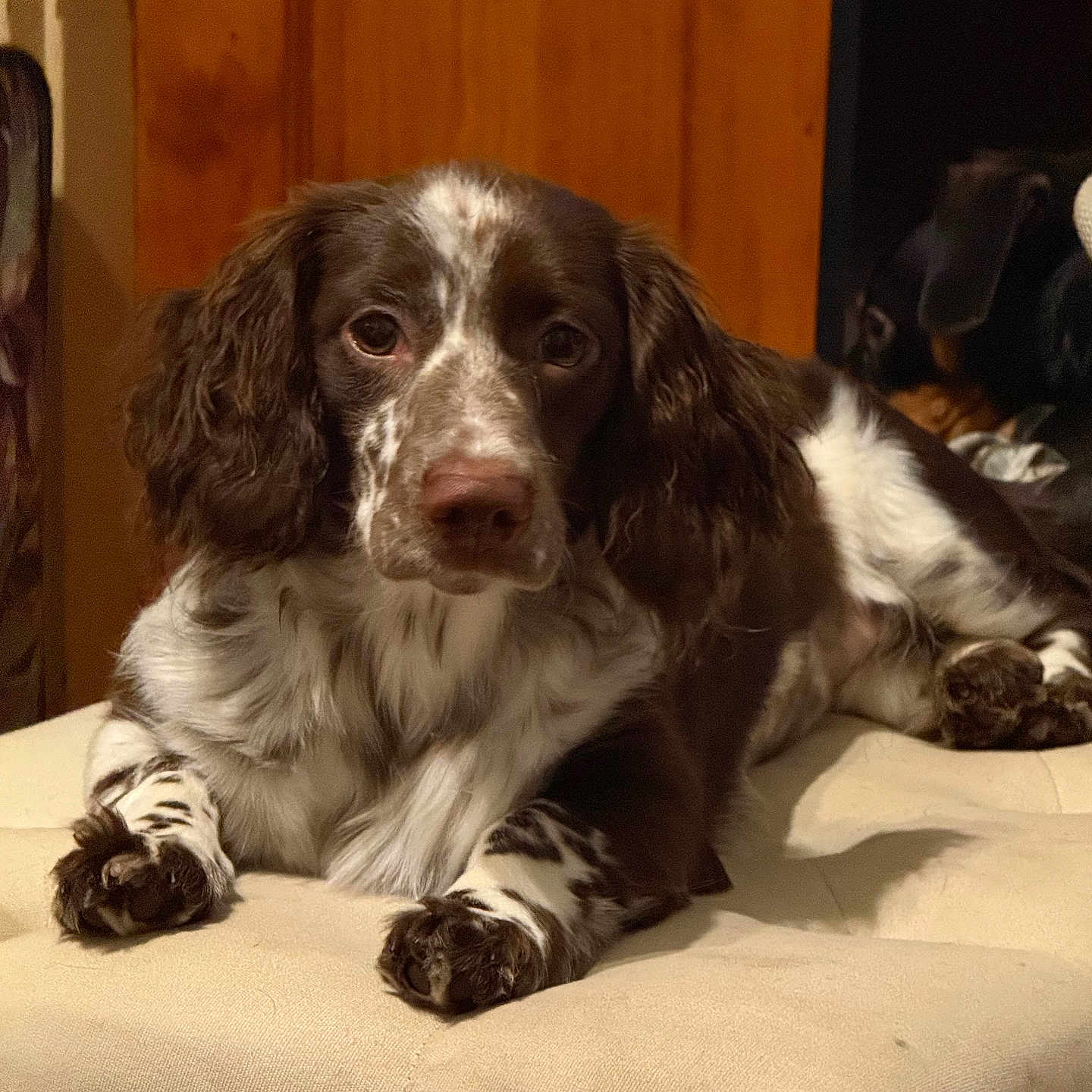 Khole is registered to the contest to win money with this photo: brown_and_white, close_up, couch, cute, dog, eyes, fur, furniture, indoor, long_ears, lying_down, nose, paw, pet, portrait, relaxed, soft_texture, springer_spaniel, whiskers, wooden_door