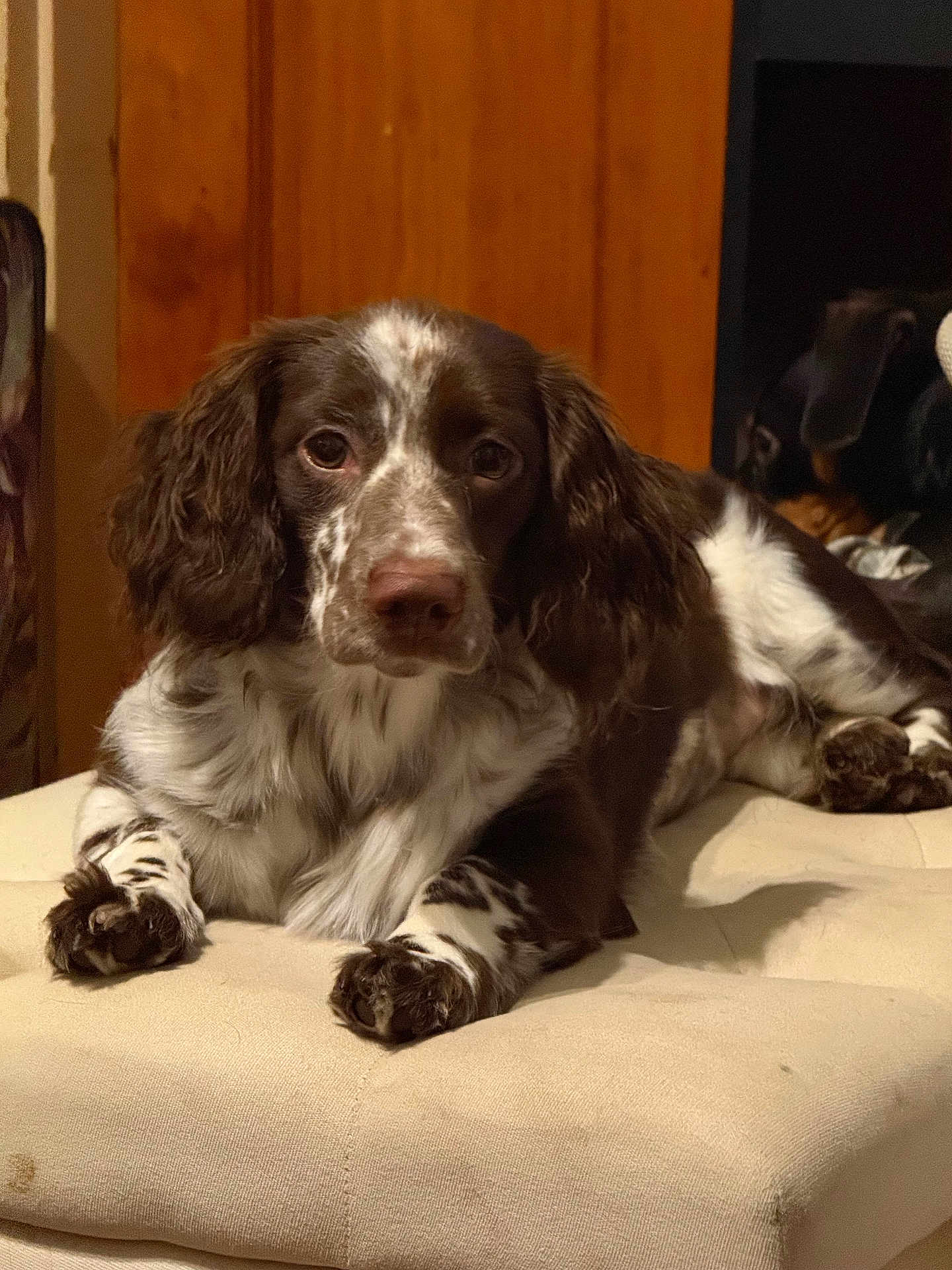 Khole is registered to the contest to win money with this photo: dog, springer_spaniel, brown_and_white, paw, fur, portrait, indoor, couch, wooden_door, relaxed, close_up, pet, cute, long_ears, whiskers, nose, eyes, lying_down, furniture, soft_texture