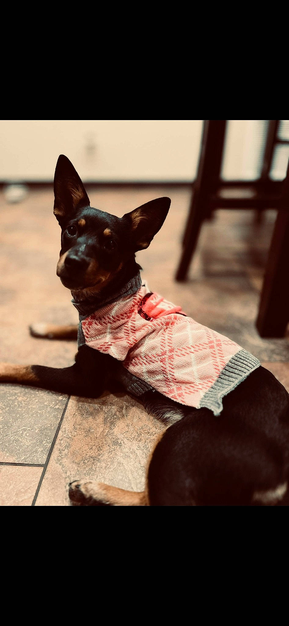 Kayelani is registered to the contest to win money with this photo: brown, carmine, carnivore, collar, companion_dog, dog, dog_breed, dog_collar, ear, fashion_accessory, fawn, felidae, guard_dog, human_leg, liver, snout, toy_dog, whiskers, wood, working_animal