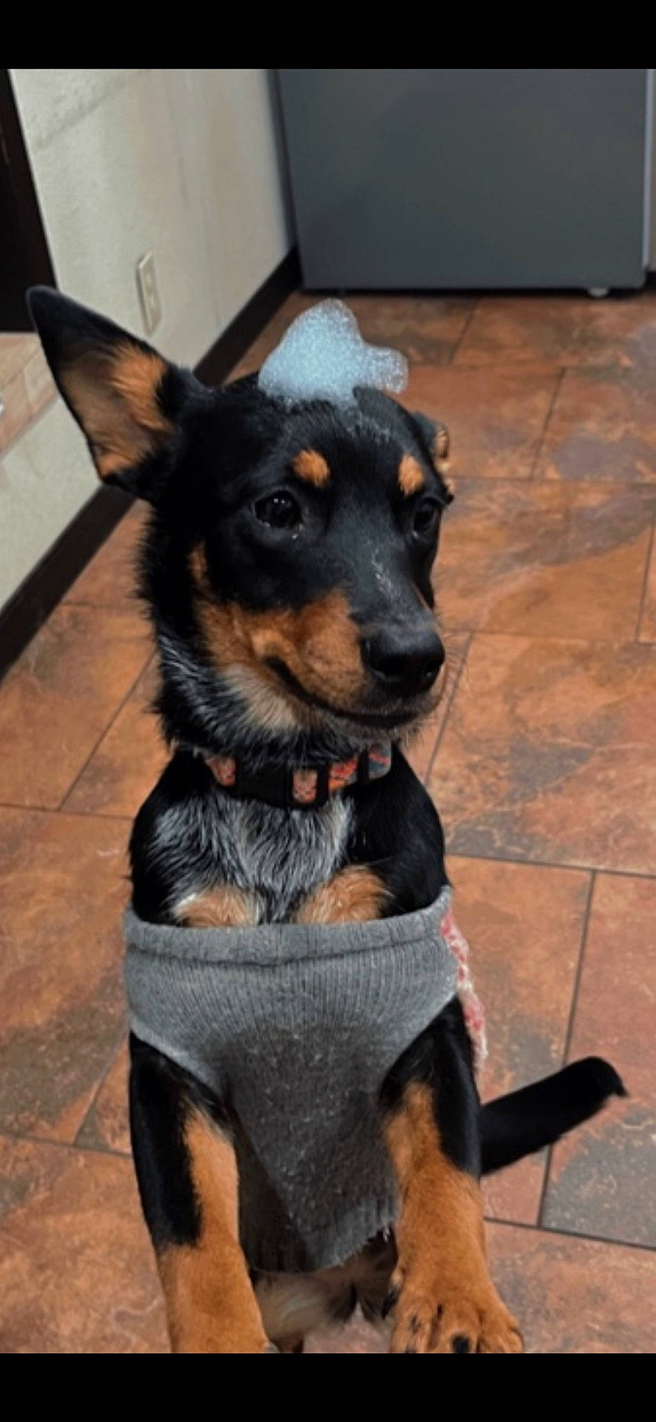 Kayelani joined the competition — help win amazing prizes! canidae, carnivore, collar, companion_dog, dog, dog_breed, dog_supply, ear, flooring, fur, guard_dog, hardwood, paw, puppy, snout, sporting_group, toy_dog, whiskers, working_animal, working_dog