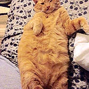 Pumpkin is registered to the contest to win money with this photo: