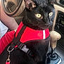 cat, black_cat, pet, animal, car_interior, steering_wheel, gear_shift, harness, leash, dashboard, yellow_eyes, seat, human_arm, window, vehicle, transportation, close_up, indoor, fur, alert