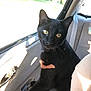 animal, black_cat, car_interior, cat, closeup, curious, daylight, domestic_animal, door_handle, feline, indoor, looking, pet, portrait, seat, shadow, sunlight, travel, window, yellow_eyes