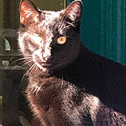 Horus Bastet joined the competition — help win amazing prizes! cat, black_cat, animal, pet, feline, indoor, sunlight, shadow, whiskers, ears, eyes, fur, close_up, portrait, mystery, domestic_animal, cute, sitting, looking, face
