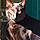 Horus Bastet