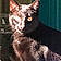 Horus Bastet
