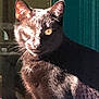 cat, black_cat, animal, pet, feline, indoor, sunlight, shadow, whiskers, ears, eyes, fur, close_up, portrait, mystery, domestic_animal, cute, sitting, looking, face