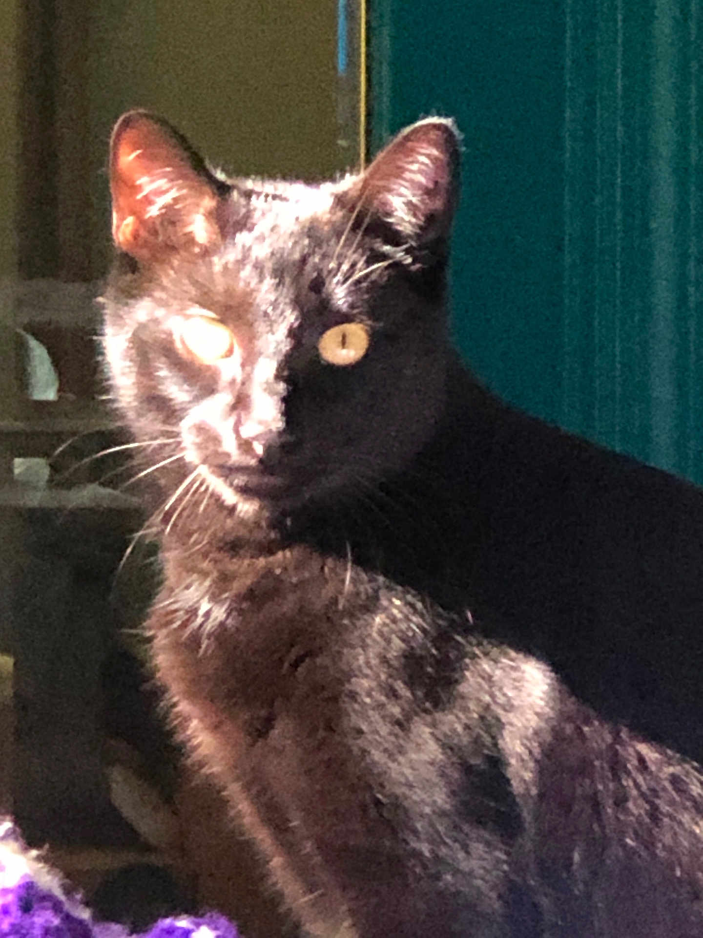Horus Bastet