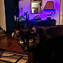 animal, black_cat, cat, cozy, curious, decor, dim_lighting, furniture, home, indoor, lamp, mirror, pet, purple_lights, reflection, rug, string_lights, table, wooden_floor, yellow_eyes