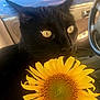 animal, black_cat, bright, car_interior, close_up, contrast, cute, daylight, domestic_cat, door, flower, nature, pet, plant, seat, steering_wheel, sunflower, whiskers, window, yellow_eyes