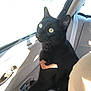 black_cat, cat, pet, animal, car_interior, window, sunlight, yellow_eyes, seat, curious, feline, domestic_cat, looking_out_window, indoor, daylight, car_door, seatbelt, shadow, closeup, mammal