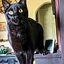black_cat, cat, animal, pet, indoor, wooden_surface, curious, yellow_eyes, furniture, decor, digital_device, home, portrait, whiskers, ears, paws, close_up, looking, standing, domestic