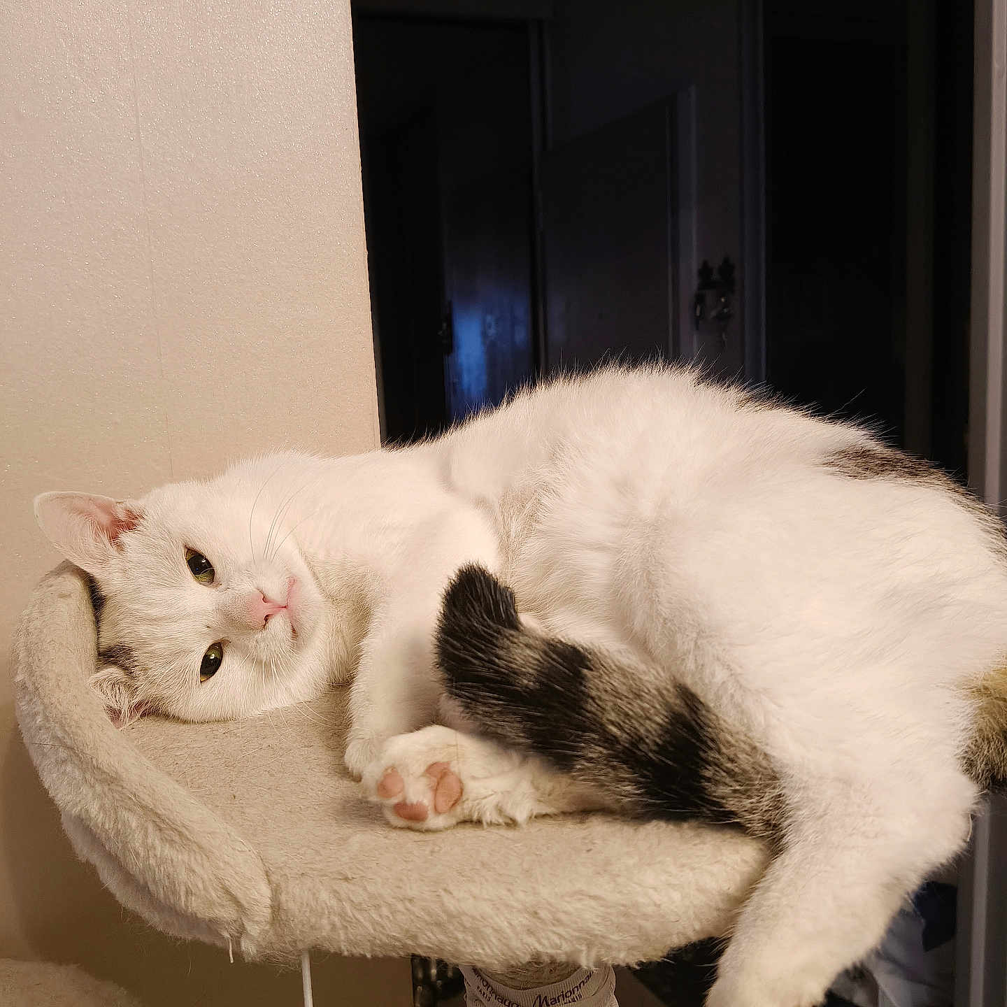 Babychou a rejoint le concours — aidez-le/la à gagner de superbes lots ! cat, white_cat, pet, animal, feline, relaxed, sleepy, cat_tree, furniture, indoor, cozy, fur, paw, tail, resting, cute, domestic_cat, mammal, whiskers, pink_nose