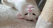 Babychou a rejoint le concours — aidez-le/la à gagner de superbes lots ! cat, white_cat, upside_down, pet, indoor, carpet, scratching_post, relaxed, feline, whiskers, pink_nose, soft_texture, cute, animal, domestic_animal, playful, resting, fur, closeup, cozy