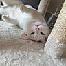 cat, white_cat, upside_down, pet, indoor, carpet, scratching_post, relaxed, feline, whiskers, pink_nose, soft_texture, cute, animal, domestic_animal, playful, resting, fur, closeup, cozy