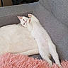 Babychou participe au concours pour gagner de l'argent avec cette photo : cat, white_cat, couch, blanket, pink_throw, stretching, indoor, pet, feline, relaxed, cozy, fur, paws, resting, home, animal, comfortable, soft_texture, cute, lying_down