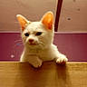Babychou participe au concours pour gagner de l'argent avec cette photo : kitten, cat, white_cat, paw, wooden_surface, indoor, curious, pet, animal, feline, young_cat, close_up, looking_down, wall, ceiling, purple_wall, domestic, cute, small, fur