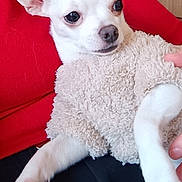 Juju participe au concours pour gagner de l'argent avec cette photo : dog, chihuahua, pet, white_dog, small_dog, sweater, cozy, indoor, lap, red_clothing, furry, cute, animal, companion, resting, paw, ears, face, domestic_animal, portrait