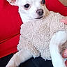 dog, chihuahua, pet, white_dog, small_dog, sweater, cozy, indoor, lap, red_clothing, furry, cute, animal, companion, resting, paw, ears, face, domestic_animal, portrait