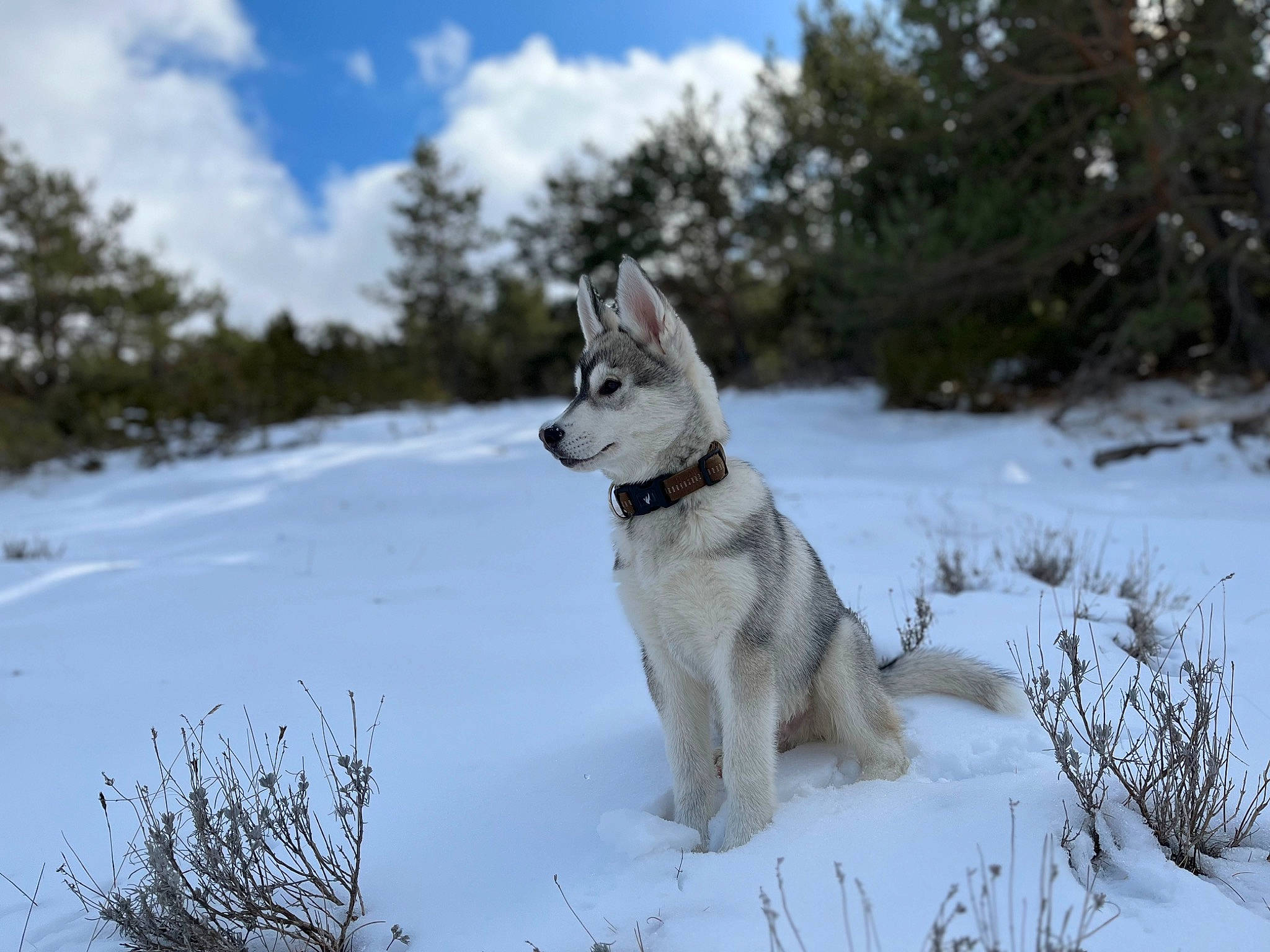 Totten a rejoint le concours — aidez-le/la à gagner de superbes lots ! carnivore, cloud, collar, companion_dog, dog, dog_breed, fawn, freezing, pet_supply, plant, recreation, sky, sled_dog, snout, snow, tail, tree, winter, wolf, working_animal