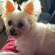 Mischief joined the competition — help win amazing prizes! dog, white_fur, pet, indoor, blanket, sunlight, ears, cute, animal, companion, relaxing, furry, closeup, laying_down, domestic, cozy, home, fur, canine, portrait