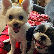 Missy And Gigi is registered to the contest to win money with this photo: dog, two_dogs, white_dog, black_and_white_dog, pet, smiling, happy, indoor, blanket, couch, fur, ears, tongue, home, furniture, carpet, living_room, close_up, companion, cute