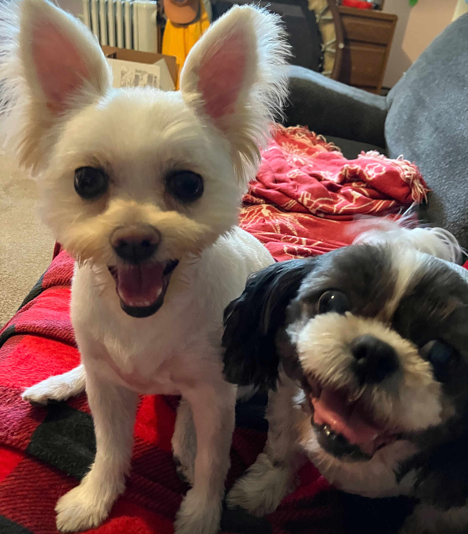 Missy And Gigi is registered to the contest to win money with this photo: dog, two_dogs, white_dog, black_and_white_dog, pet, smiling, happy, indoor, blanket, couch, fur, ears, tongue, home, furniture, carpet, living_room, close_up, companion, cute