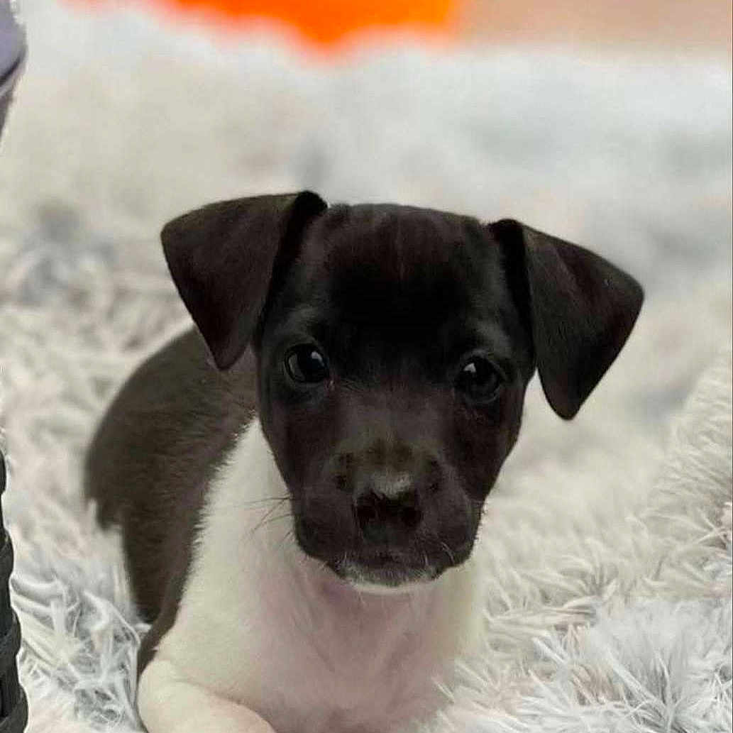 Trésor participe au concours pour gagner de l'argent avec cette photo : adorable, animal, black_and_white, close_up, companion, cute, dog, domestic_animal, fluffy_rug, fur, indoor, laying_down, looking_at_camera, orange_ball, pet, puppy, small, soft_texture, toy, young