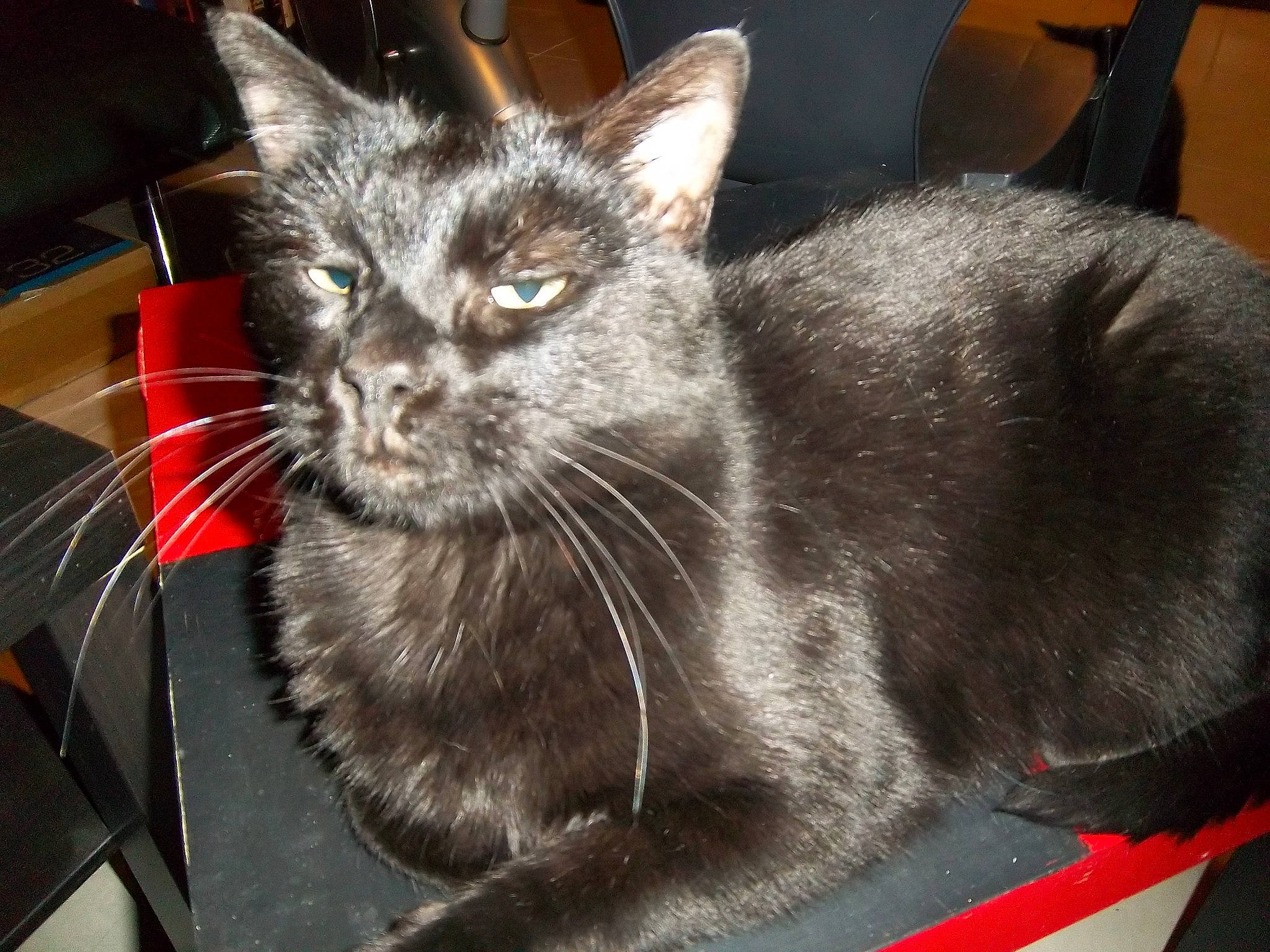 Hadès a rejoint le concours — aidez-le/la à gagner de superbes lots ! black_cat, carnivore, cat, cat_furniture, cat_supply, claw, comfort, domestic_short_haired_cat, felidae, fur, grey, paw, pet_supply, plant, small_to_medium_sized_cats, snout, terrestrial_animal, whiskers, window