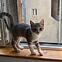 Chipie a rejoint le concours — aidez-le/la à gagner de superbes lots ! kitten, cat, windowsill, indoor, gray_cat, white_paws, curious, pet, animal, young_cat, wood, window, natural_light, feline, domestic_cat, playful, whiskers, ears, tail, looking_at_camera
